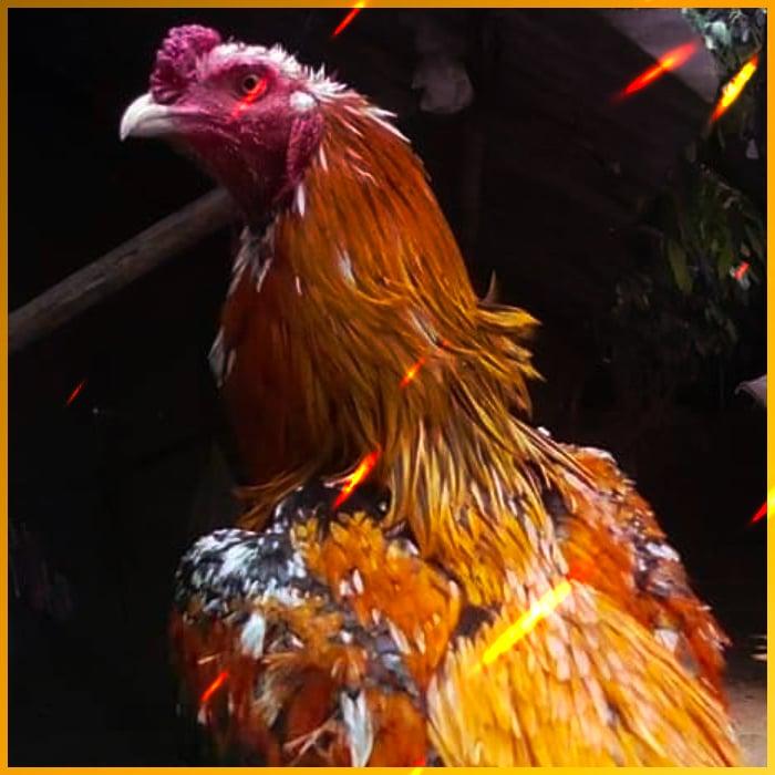 เลของค์ที คาสิโนออนไลน์เว็บตรง ยอดนิยมพร้อมโปรโมชั่นใหม่ล่าสุด